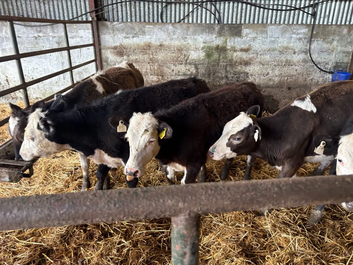 5 heifers - Image 3