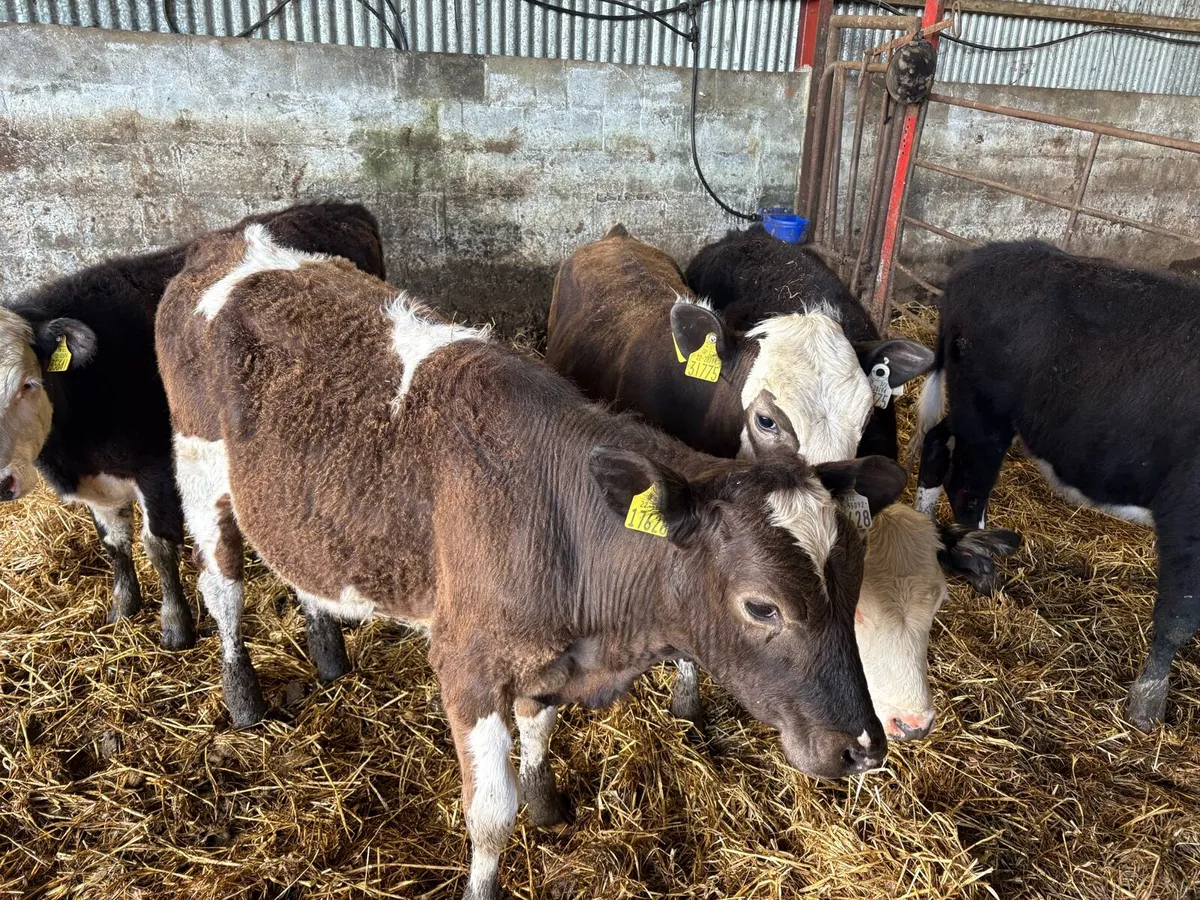 5 heifers - Image 1