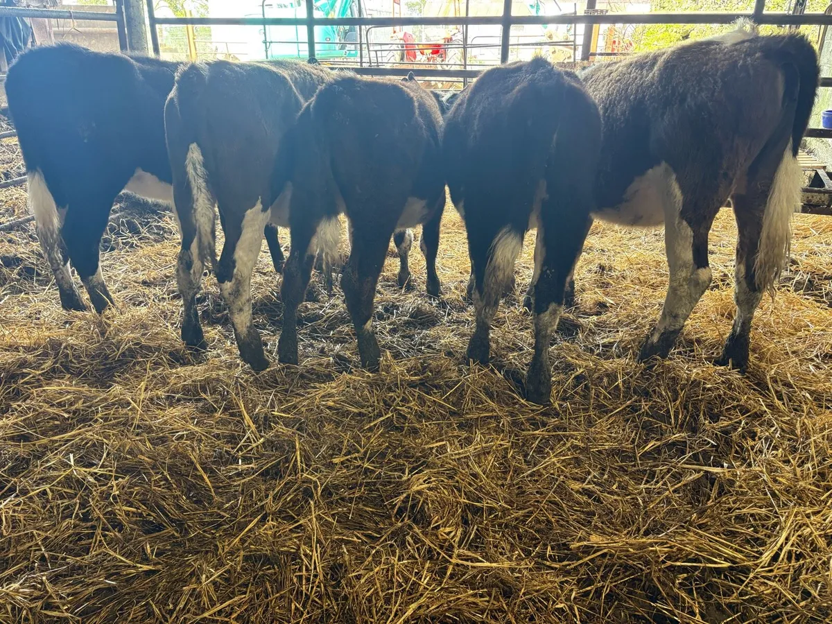 5 heifers - Image 4