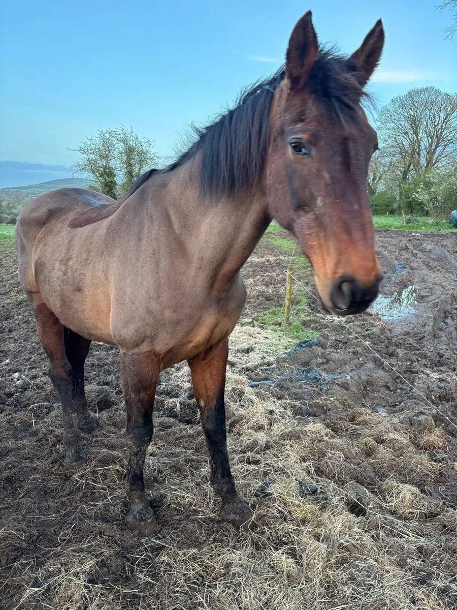 Broodmare for sale - Image 1