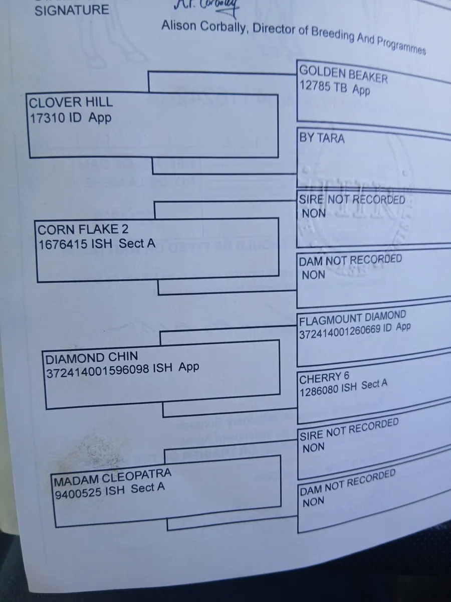 Broodmare for sale - Image 2