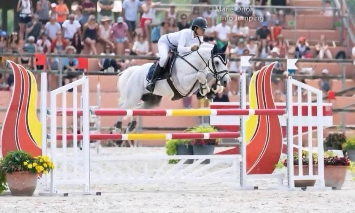 Connemara Stallion at Stud - Image 1