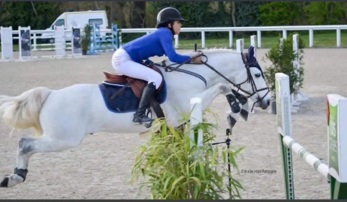 Connemara Stallion at Stud - Image 3