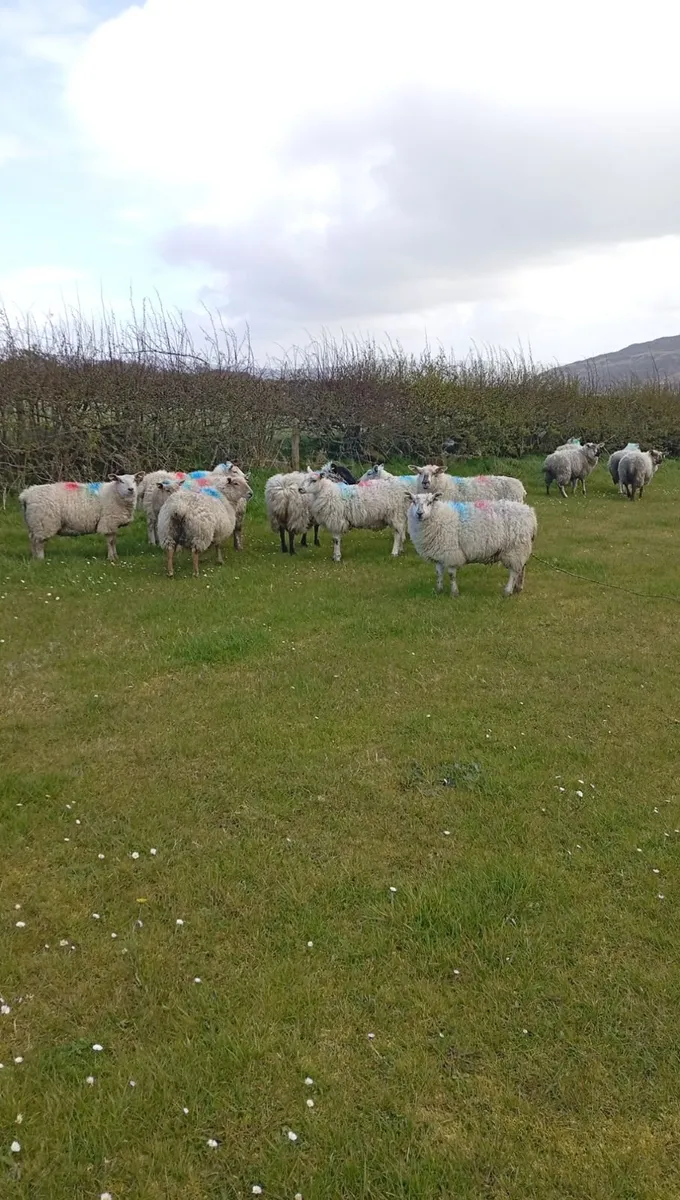 Springing hoggets - Image 2