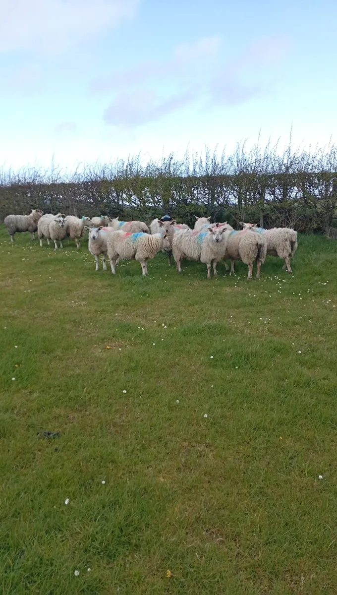Springing hoggets - Image 3