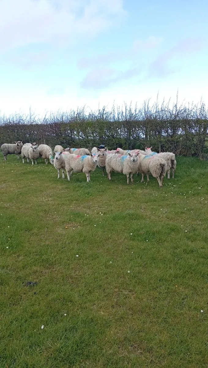 Springing hoggets - Image 1