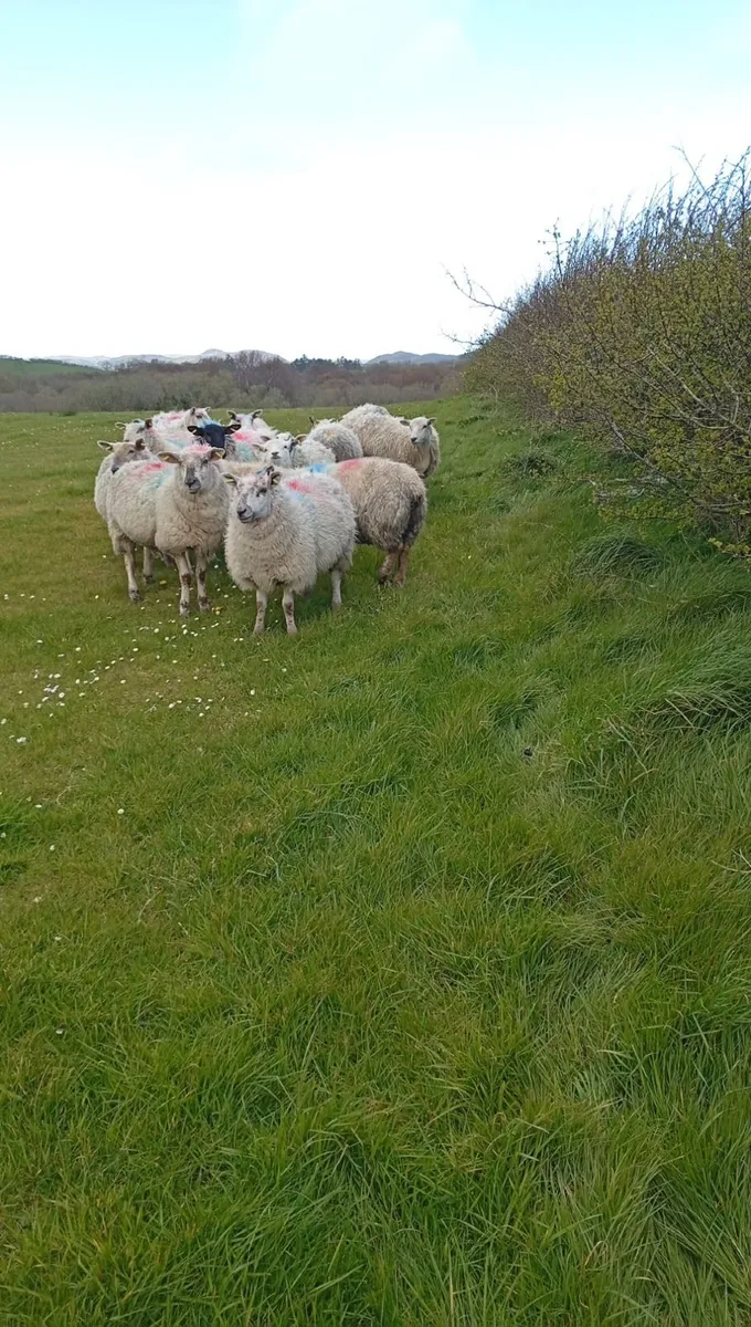 Springing hoggets - Image 4