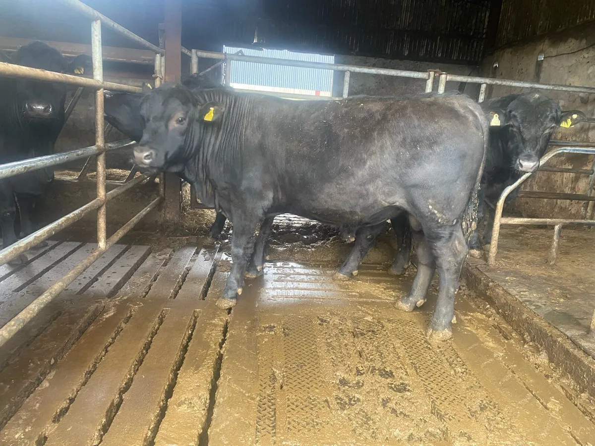 Pedigree Angus Bulls - Image 1