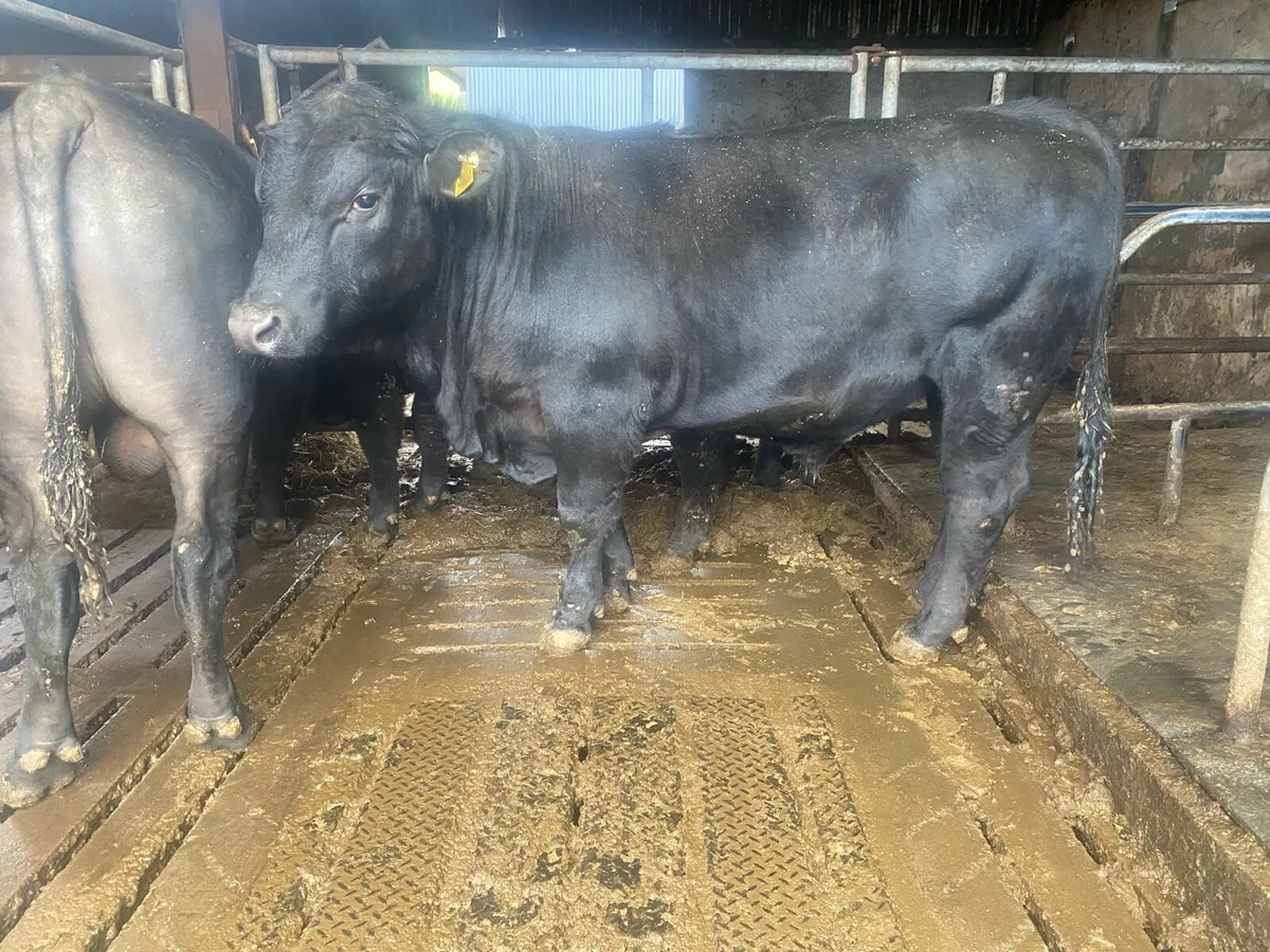 Pedigree Angus Bulls - Image 2