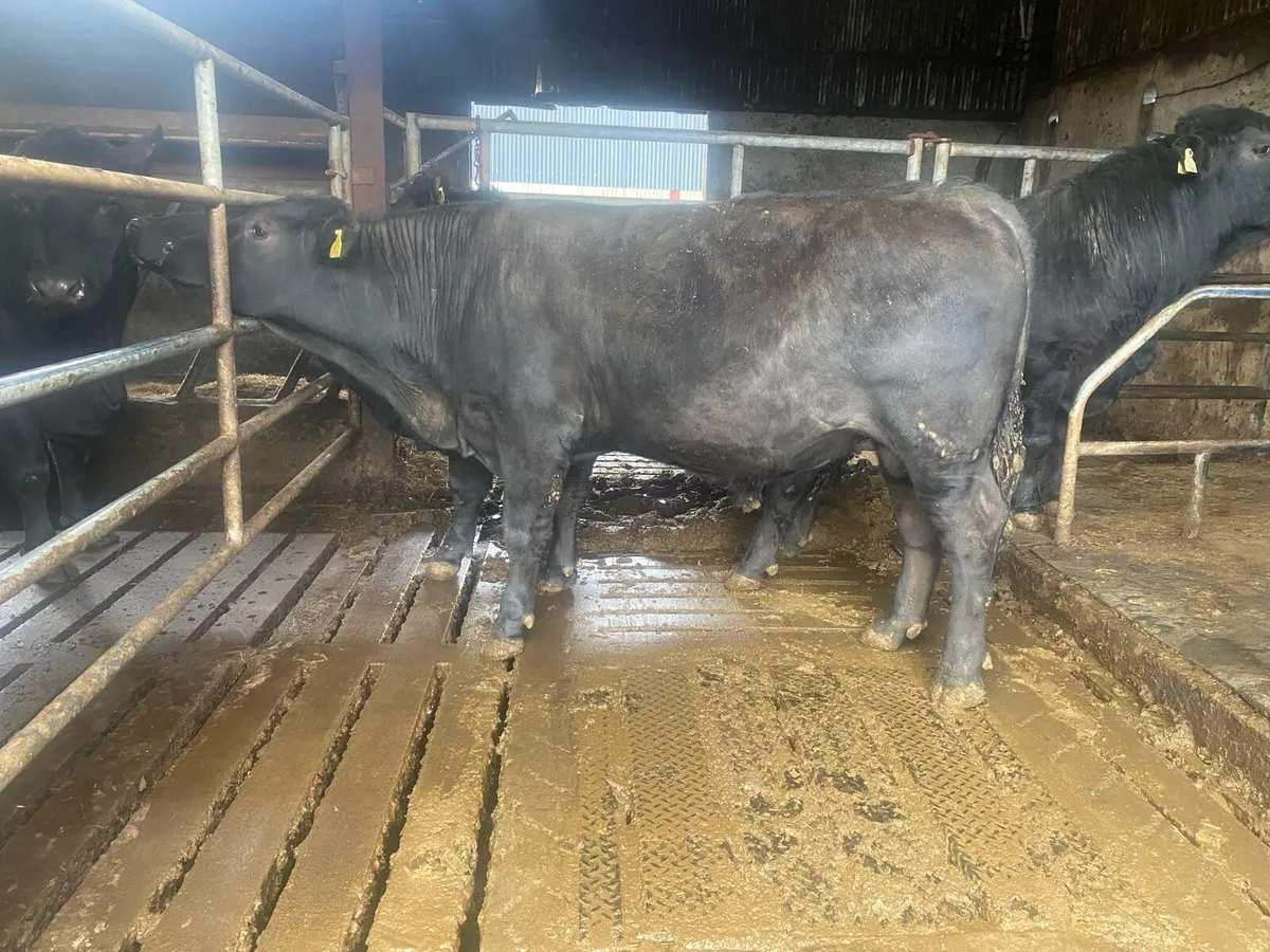 Pedigree Angus Bulls - Image 3