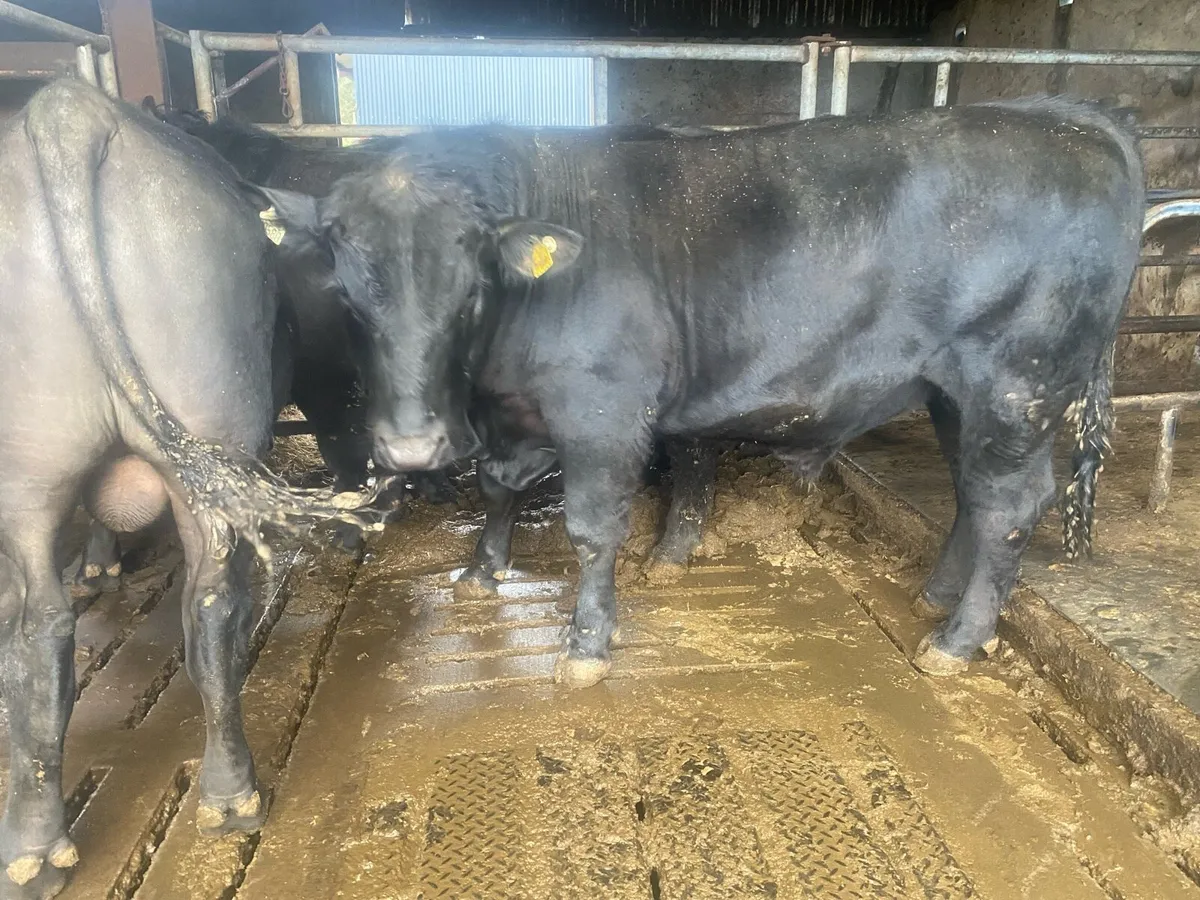 Pedigree Angus Bulls - Image 4