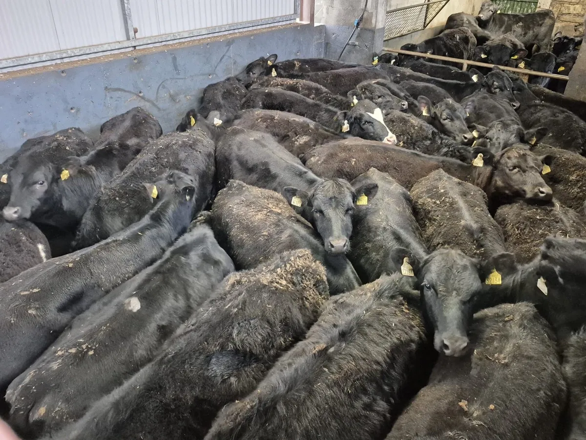 30 Angus Heifers 300kgs - Image 2