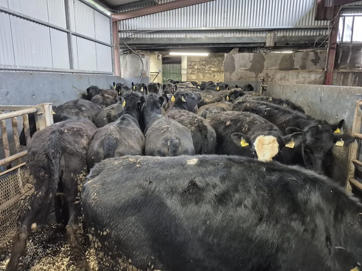 30 Angus Heifers 300kgs - Image 3