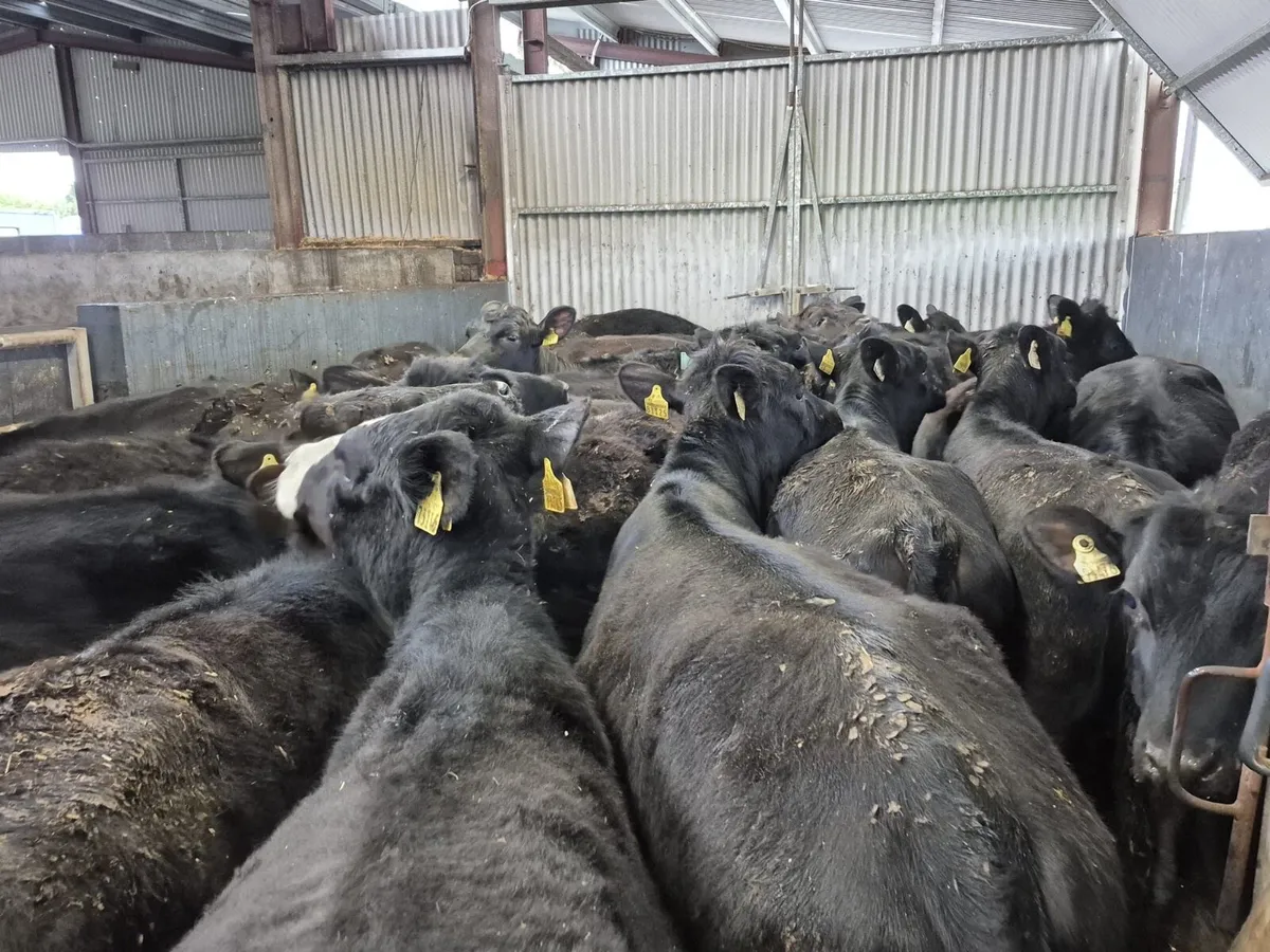 30 Angus Heifers 300kgs - Image 4