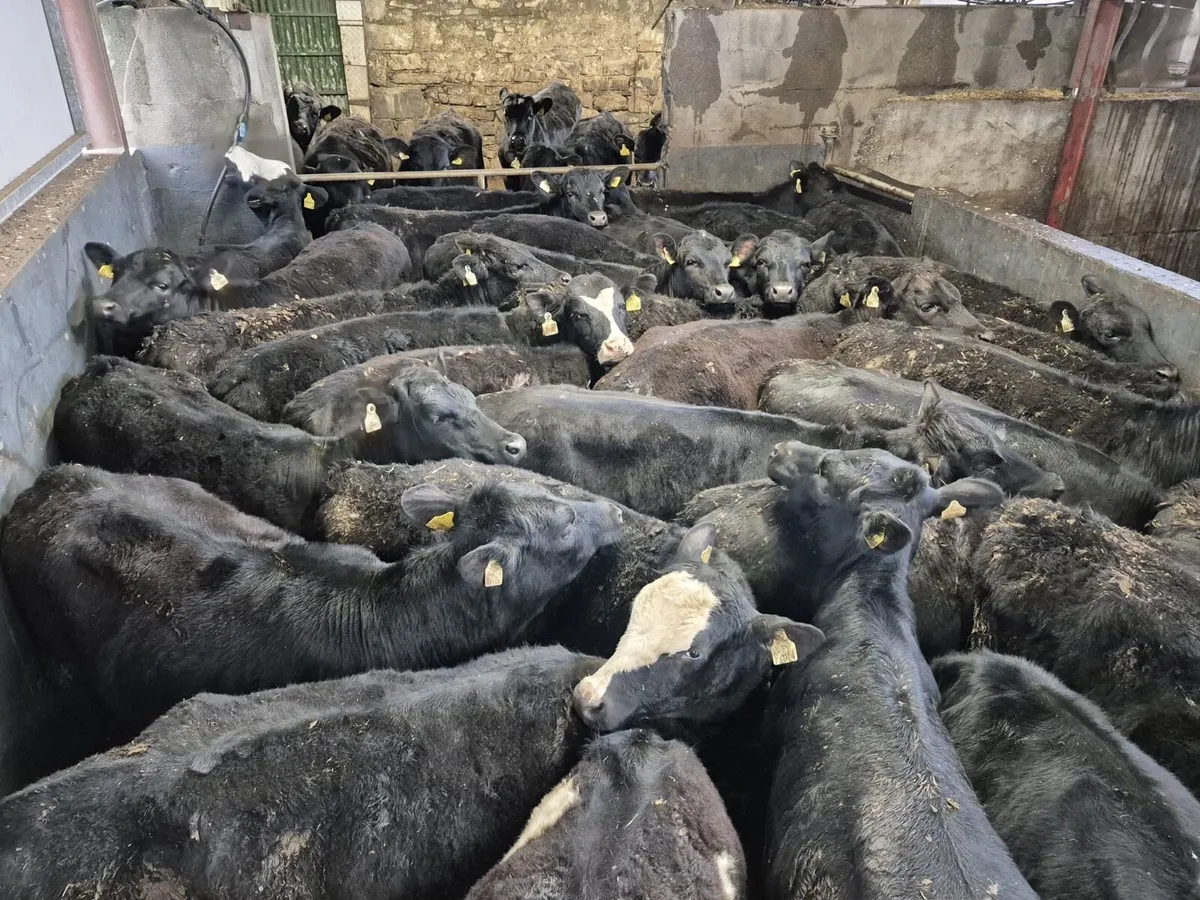 30 Angus Heifers 300kgs - Image 1