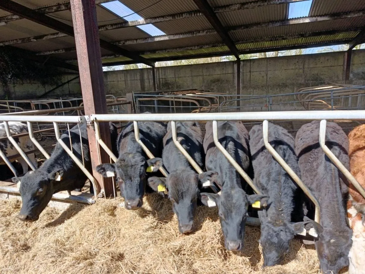 Yearling cattle - Image 1