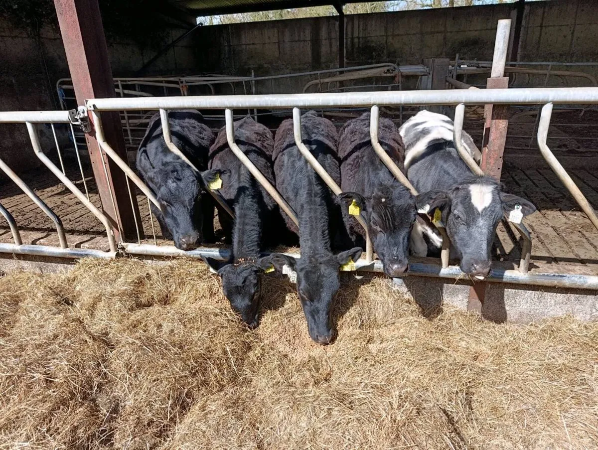 Yearling cattle - Image 2