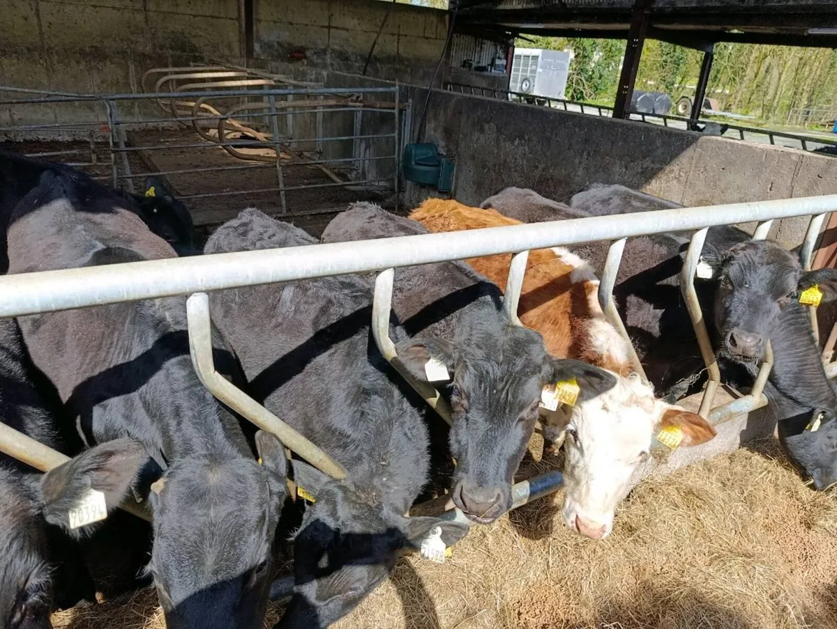 Yearling cattle - Image 3