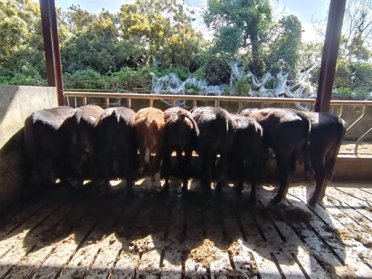 Yearling cattle - Image 4