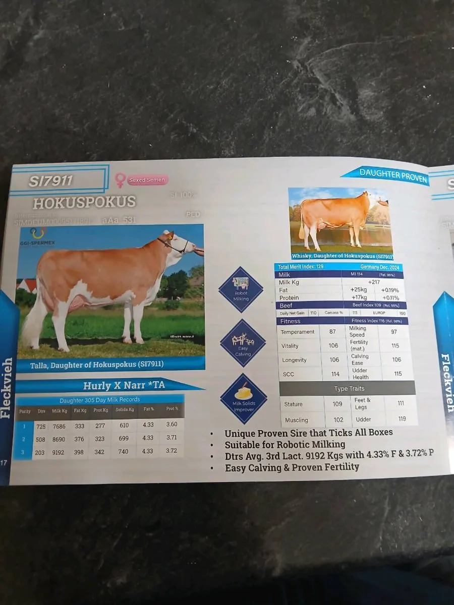 Flechvieh Bulls - Image 1