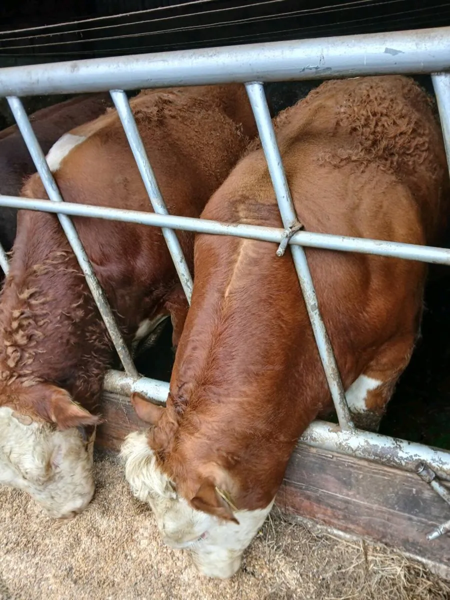 Flechvieh Bulls - Image 2