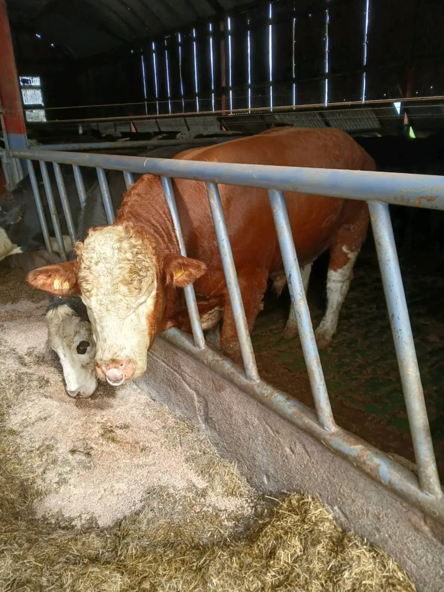 Flechvieh Bulls - Image 3