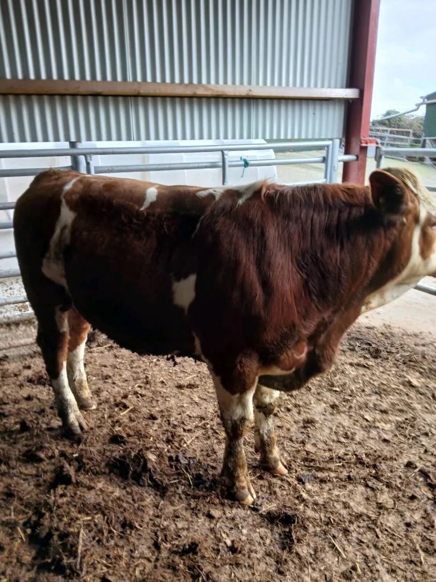 Flechvieh Bulls - Image 4