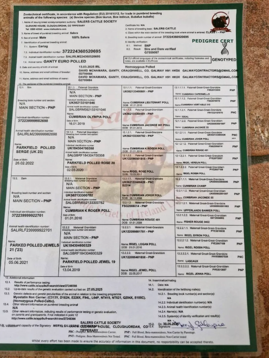 Polled SA bull - Image 3