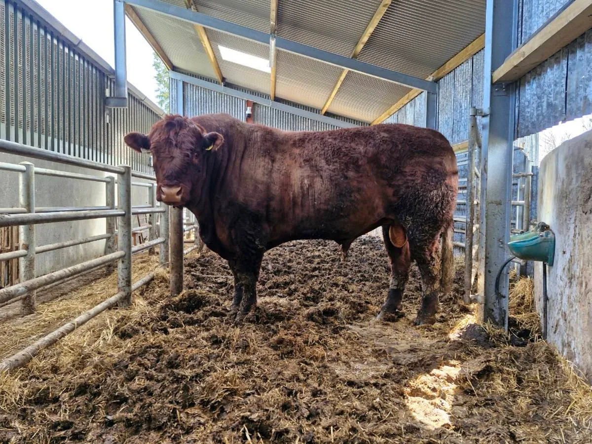 Polled SA bull - Image 4