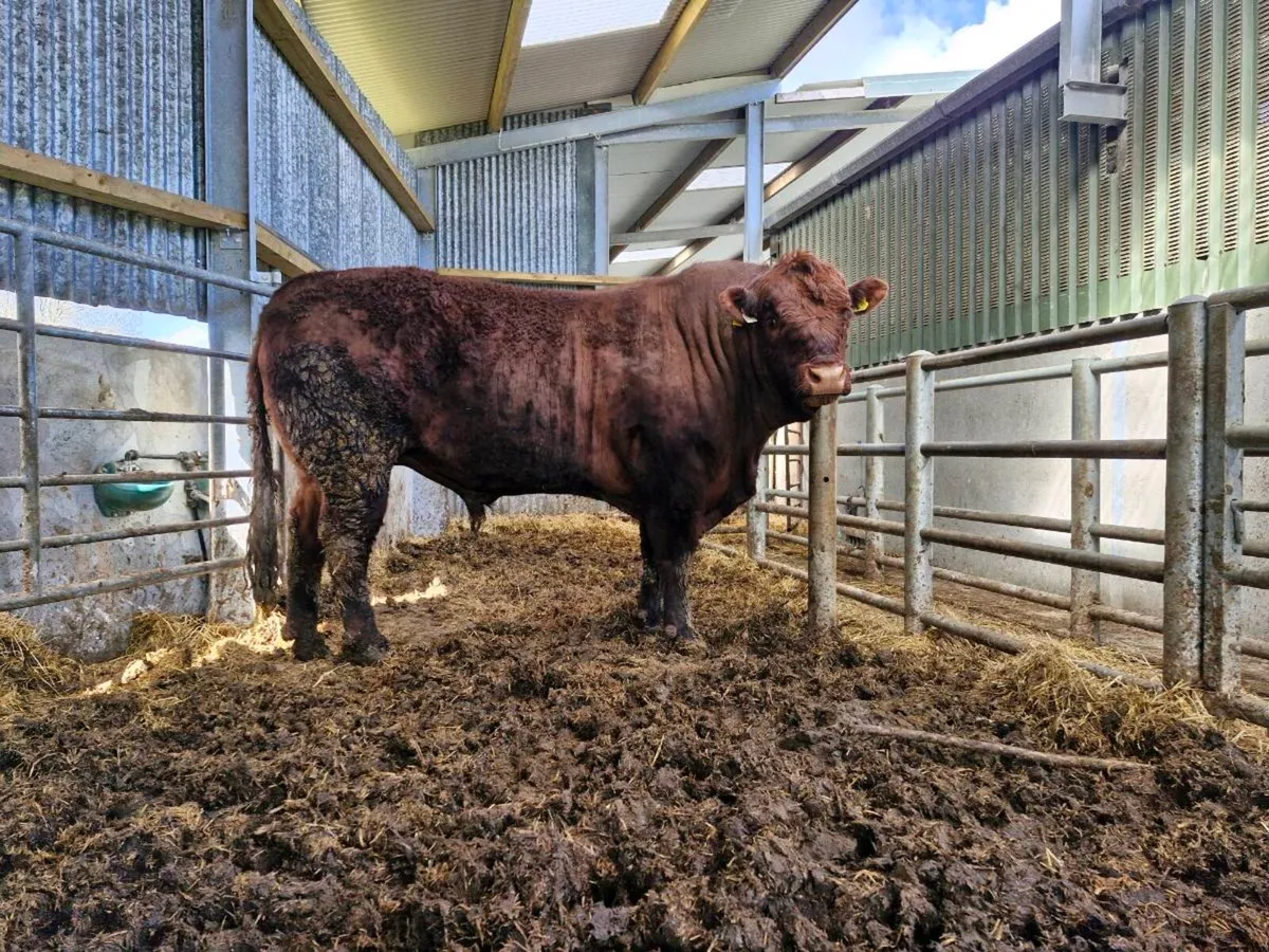 Polled SA bull - Image 1