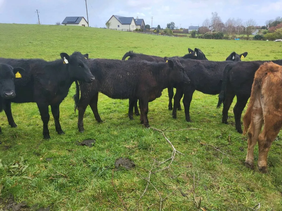 12 aa heifers - Image 2