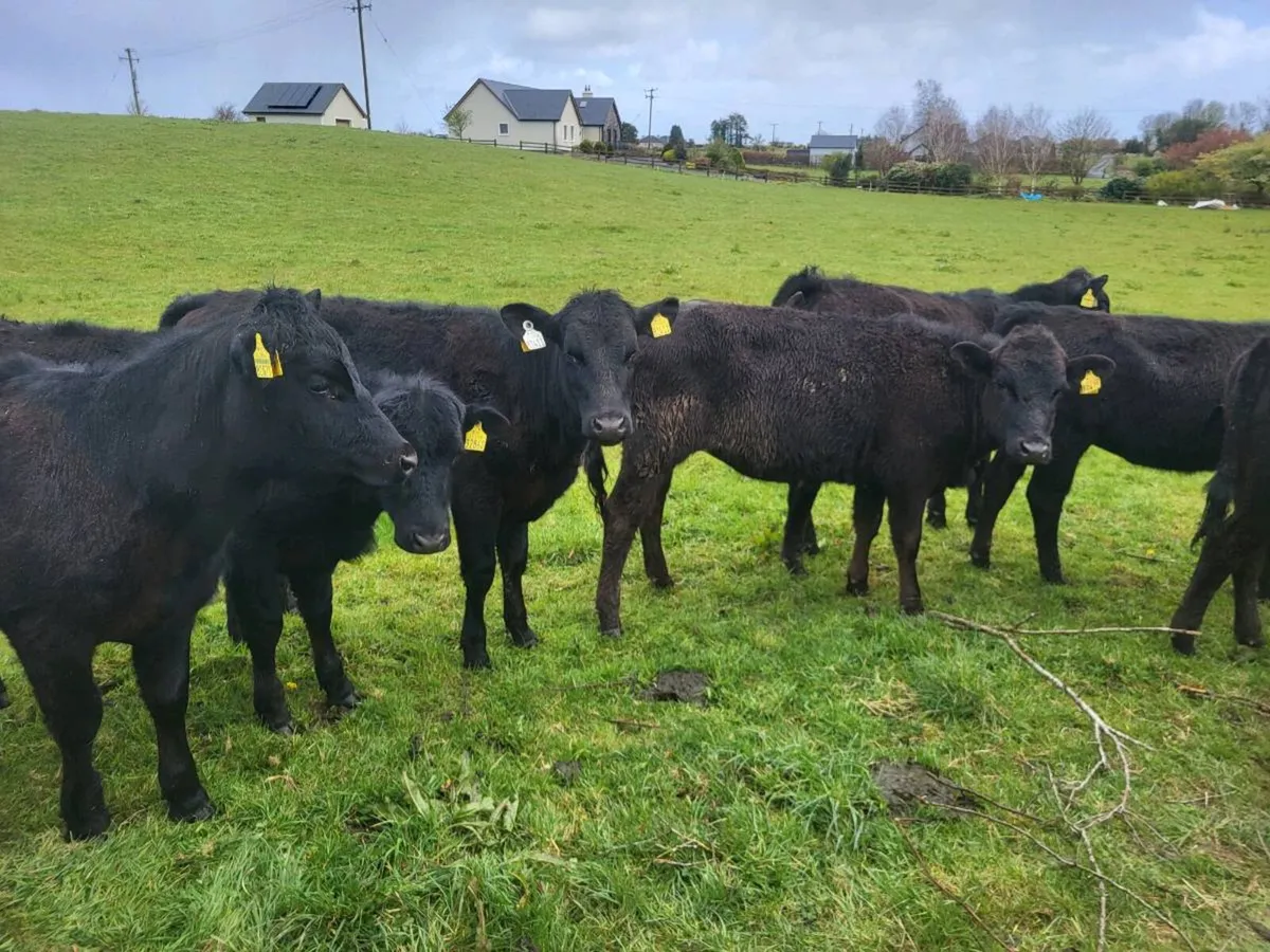 12 aa heifers - Image 3