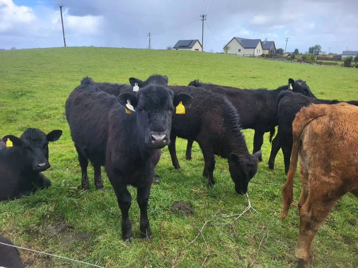 12 aa heifers - Image 4