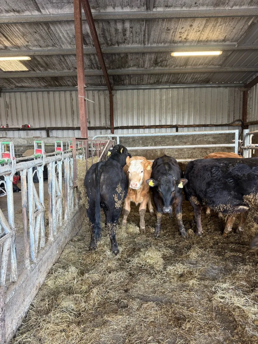 Heifers - Image 1