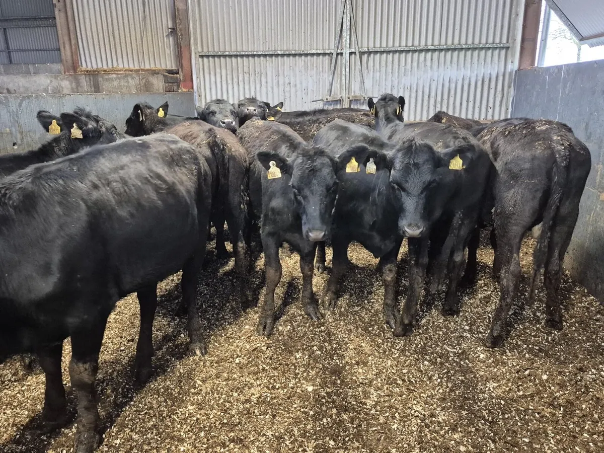 15 Angus Heifers 350kgs - Image 2