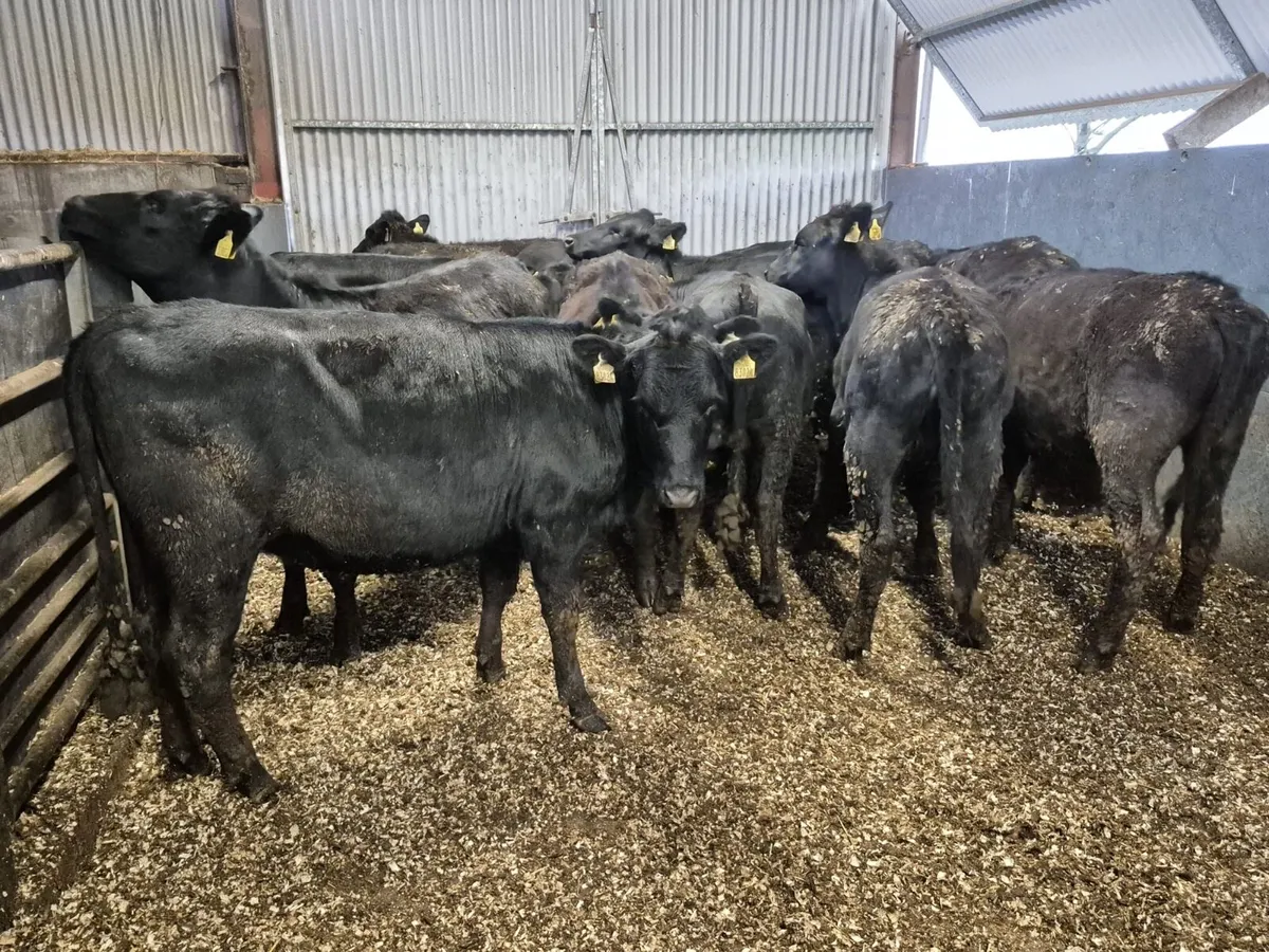 15 Angus Heifers 350kgs - Image 1