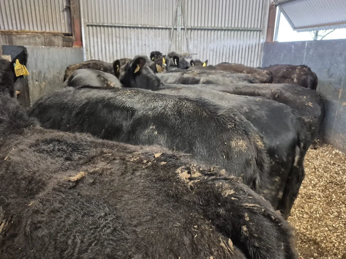 15 Angus Heifers 350kgs - Image 4