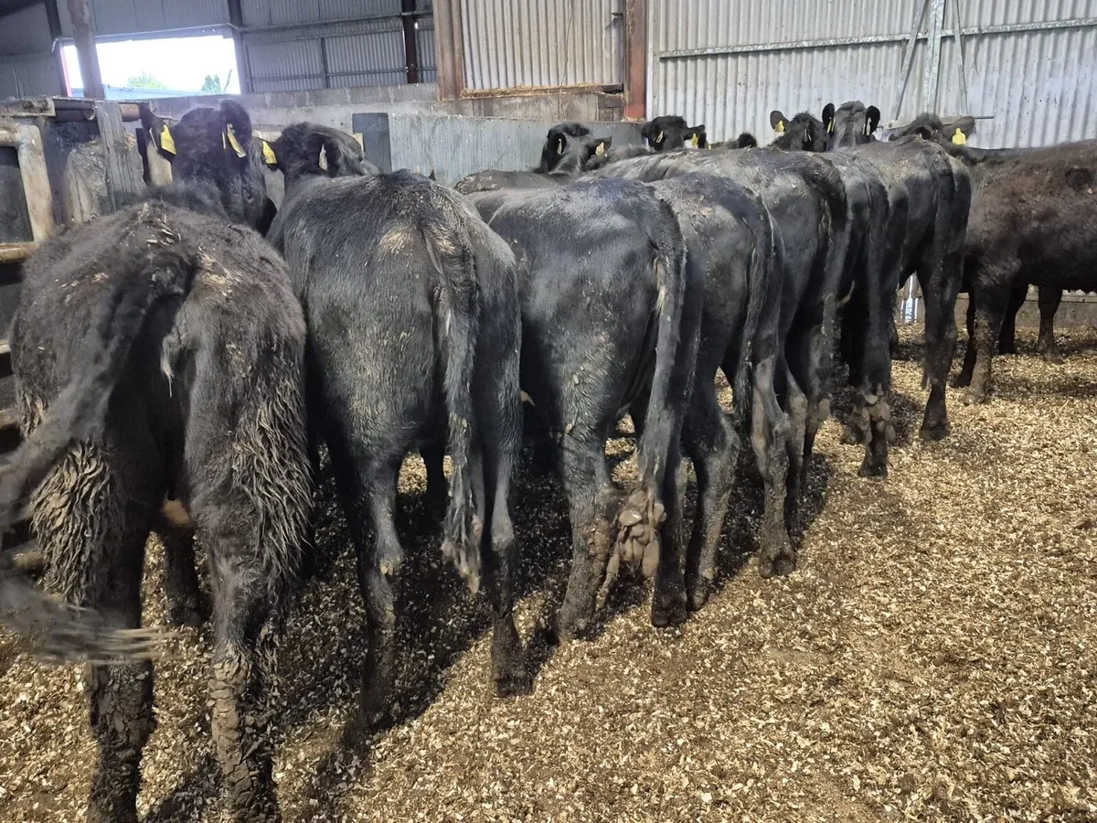 15 Angus Heifers 350kgs - Image 3