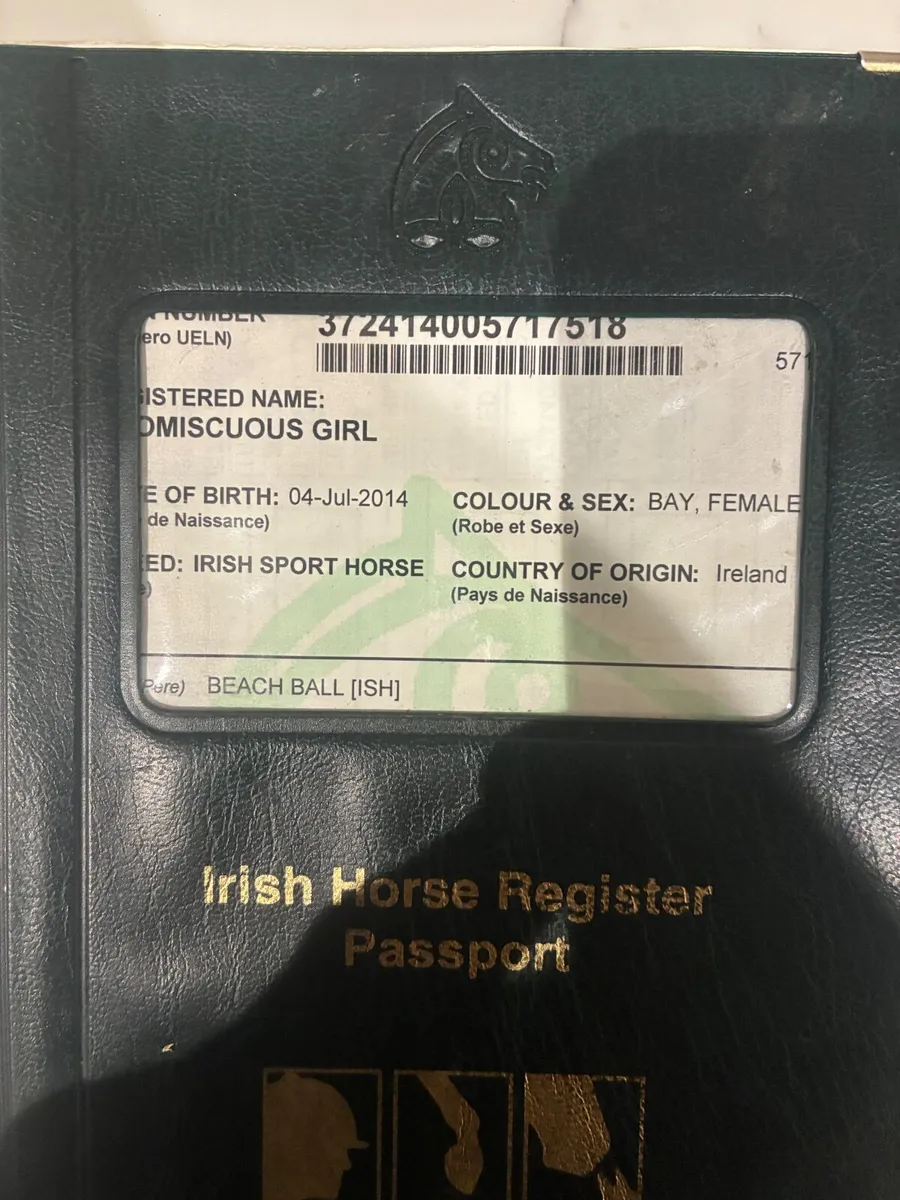 Broodmare in foal - Image 3