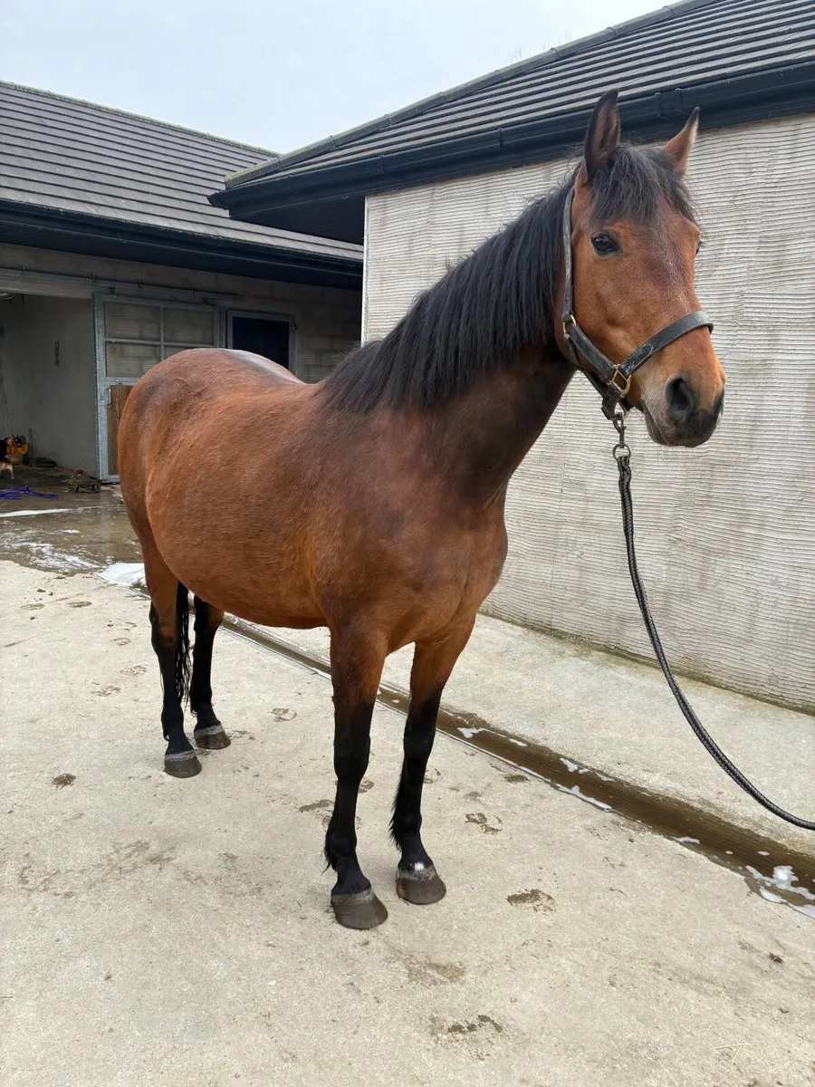 Broodmare in foal - Image 4