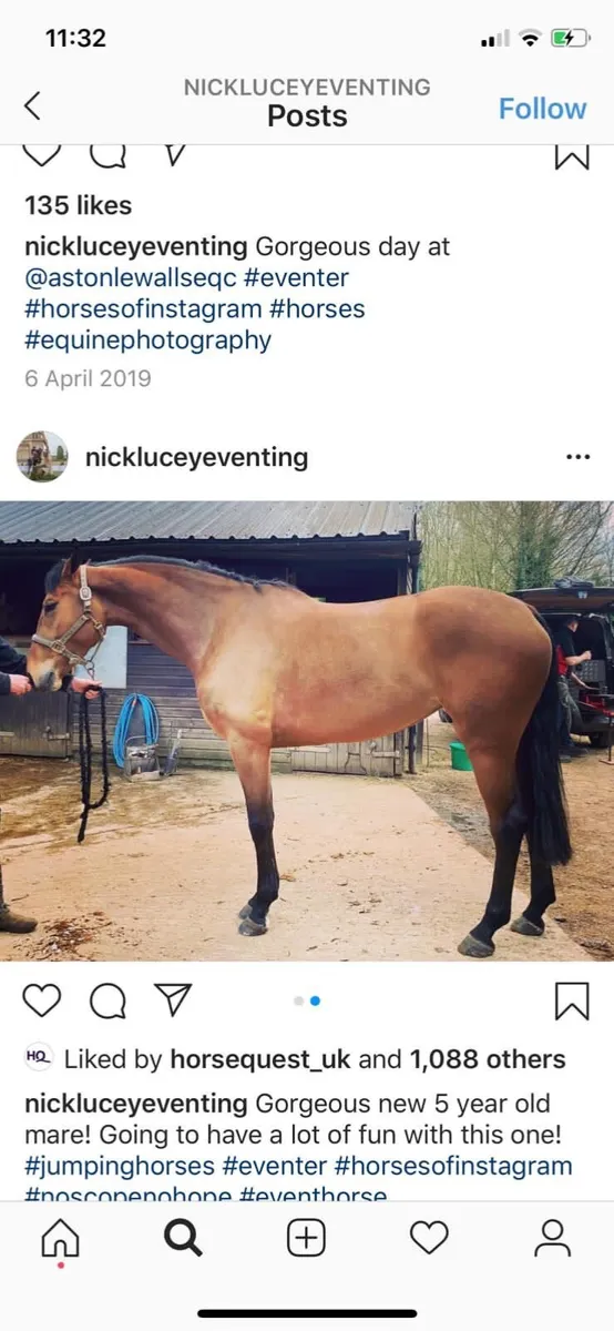 Broodmare in foal - Image 1