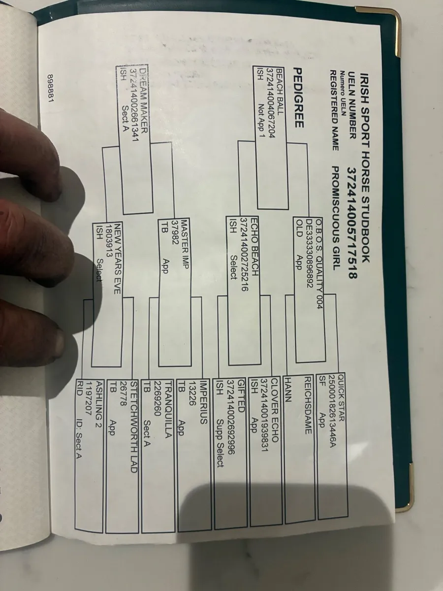 Broodmare in foal - Image 2