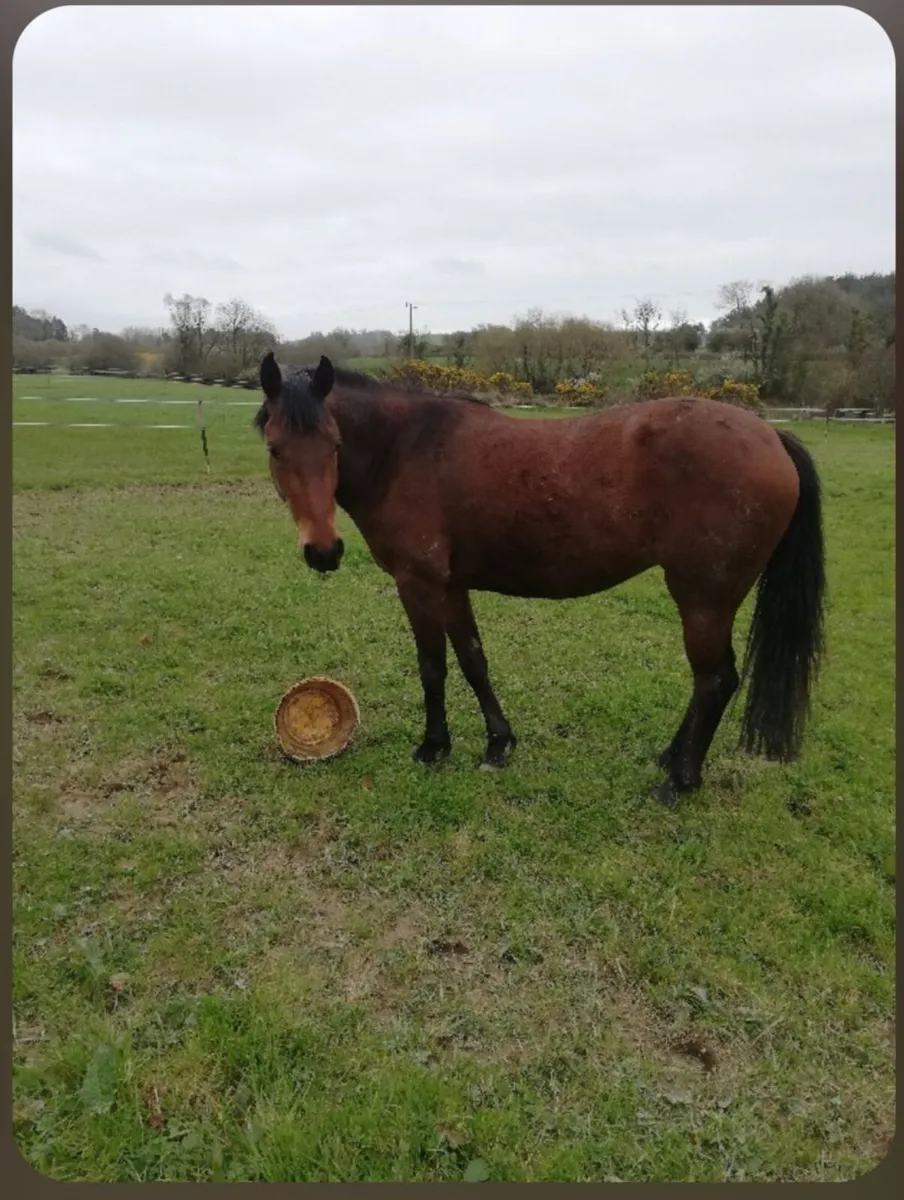3 Year Olds - Dune Gelding and Bay Filly - Image 2