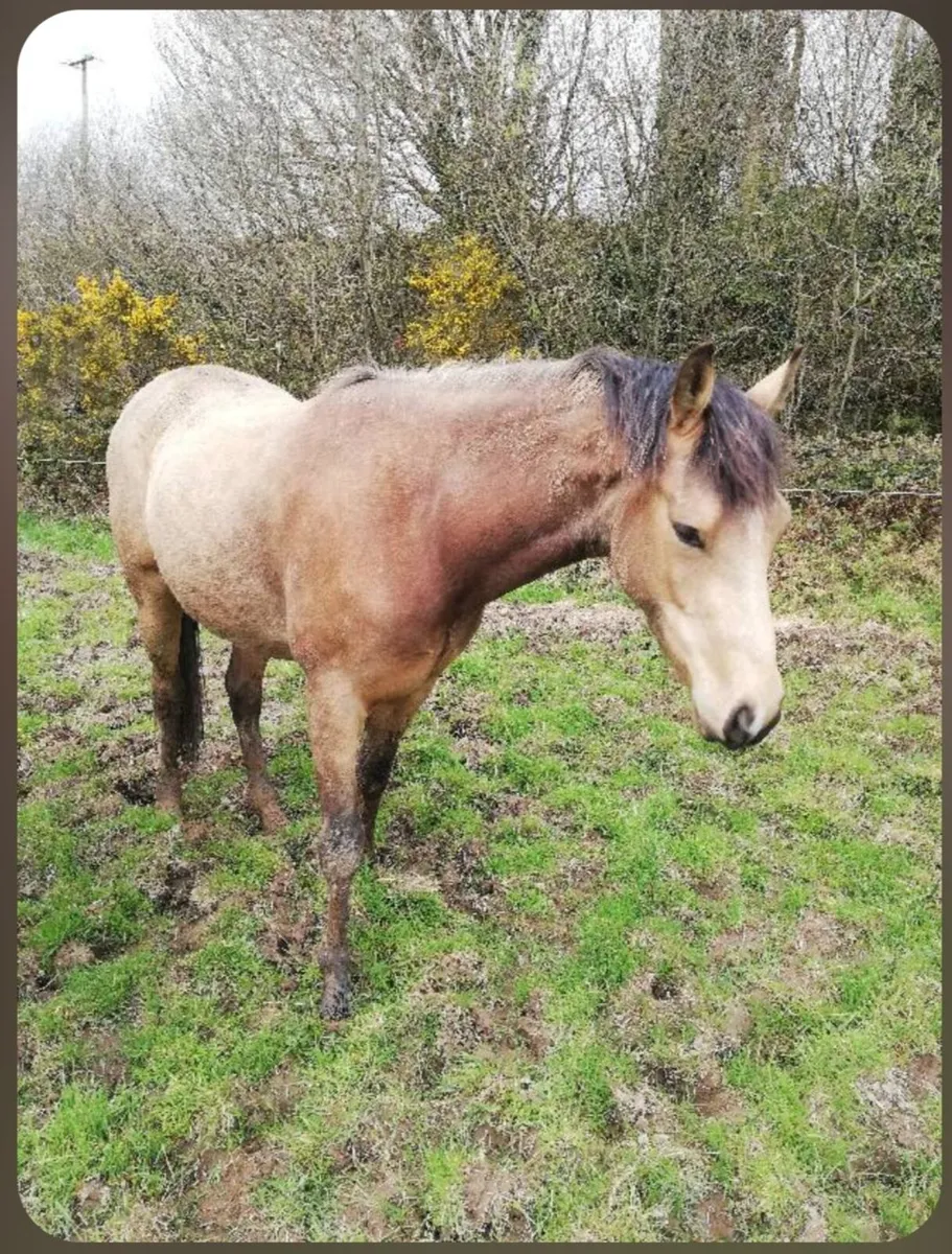 3 Year Olds - Dune Gelding and Bay Filly - Image 3