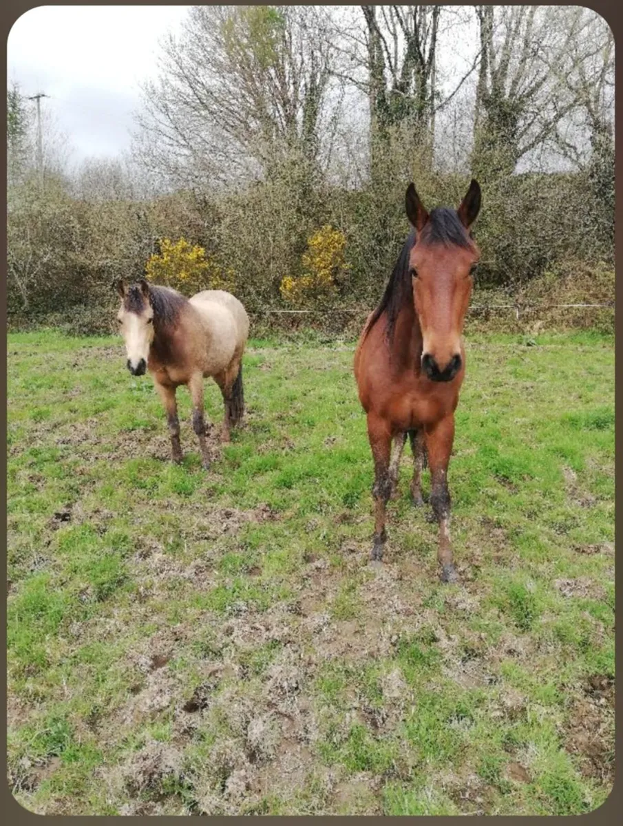 3 Year Olds - Dune Gelding and Bay Filly - Image 1
