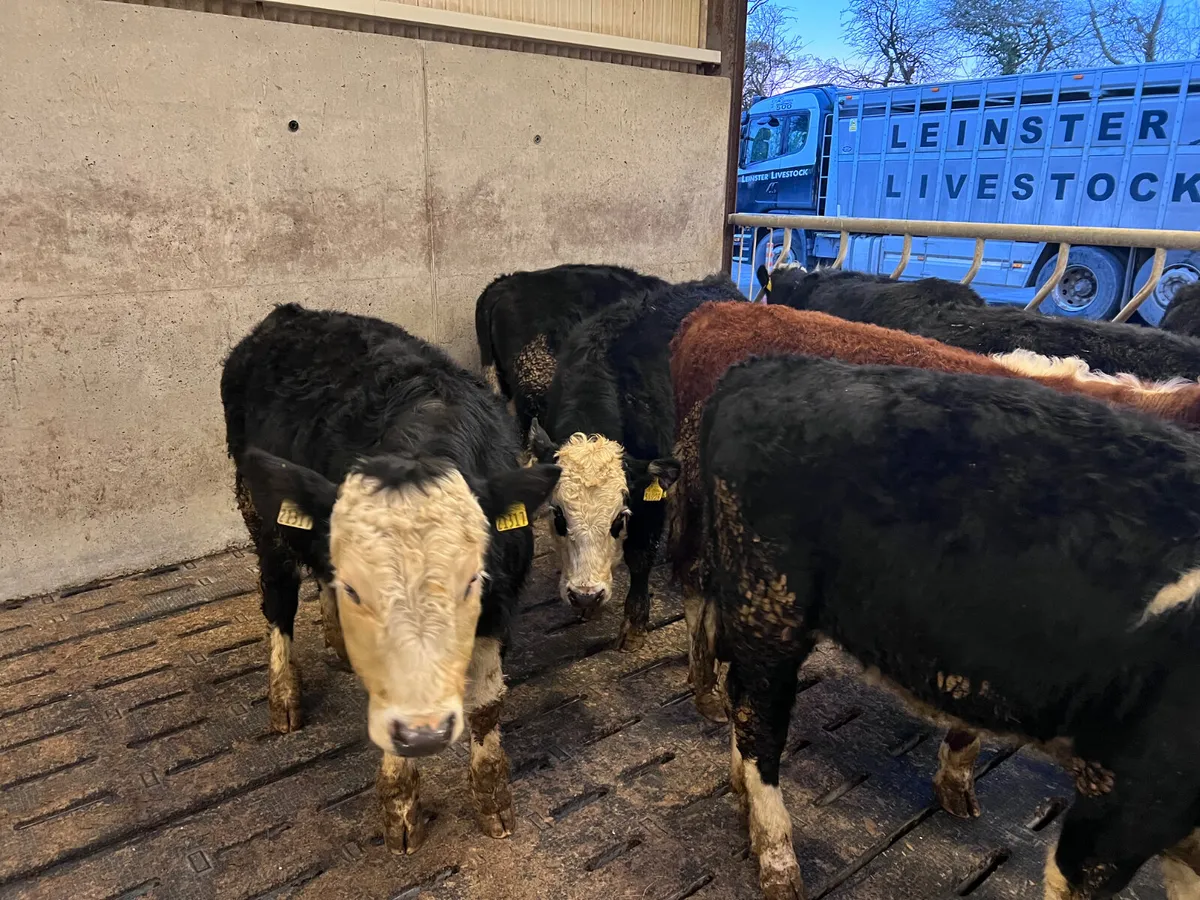 Quality Hereford Bullocks 340kg - Image 4