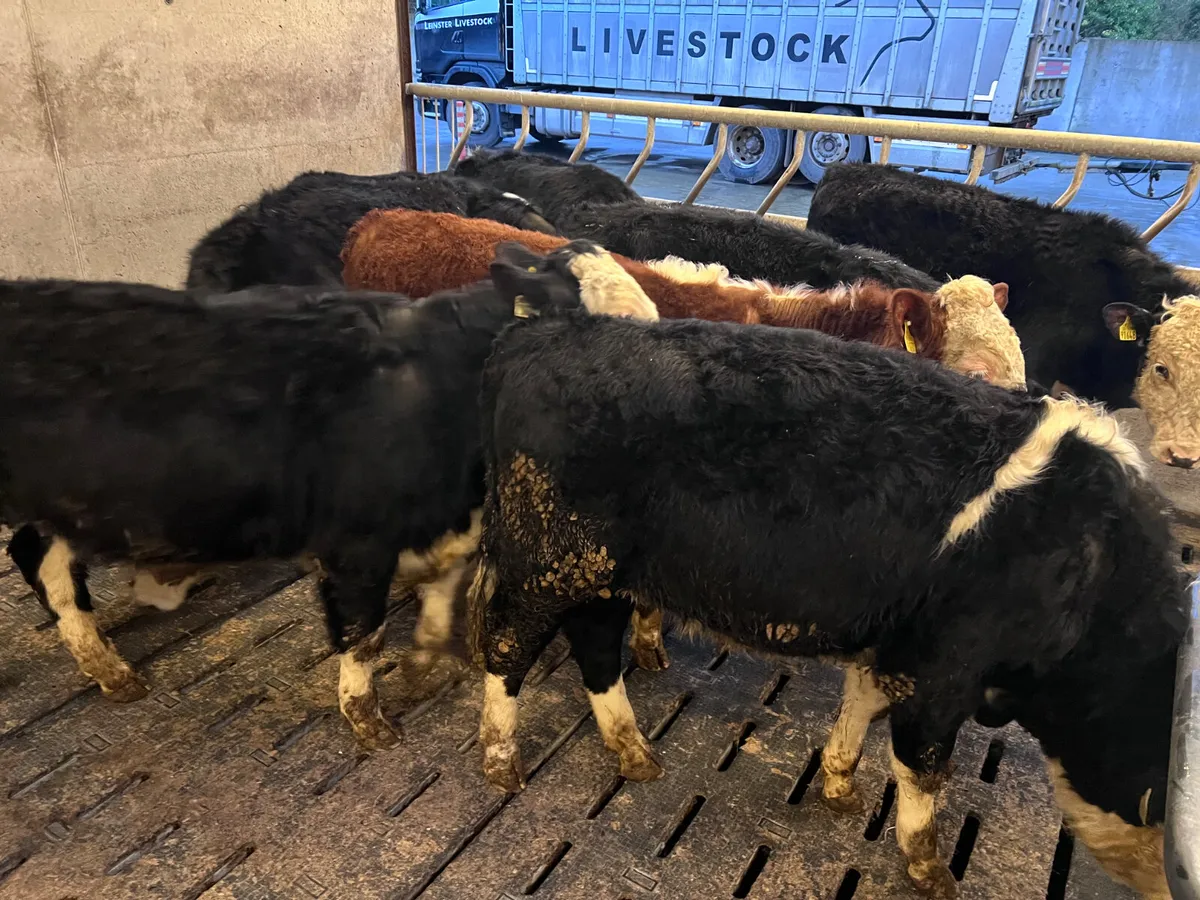 Quality Hereford Bullocks 340kg - Image 3
