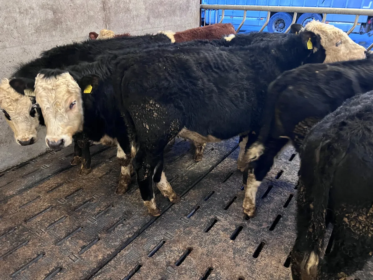 Quality Hereford Bullocks 340kg - Image 1