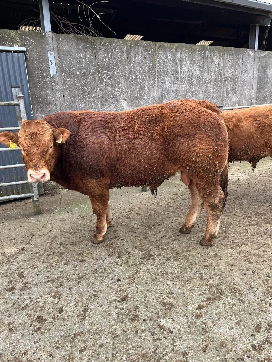 Pedigree Registered Limousin Bulls - Image 1