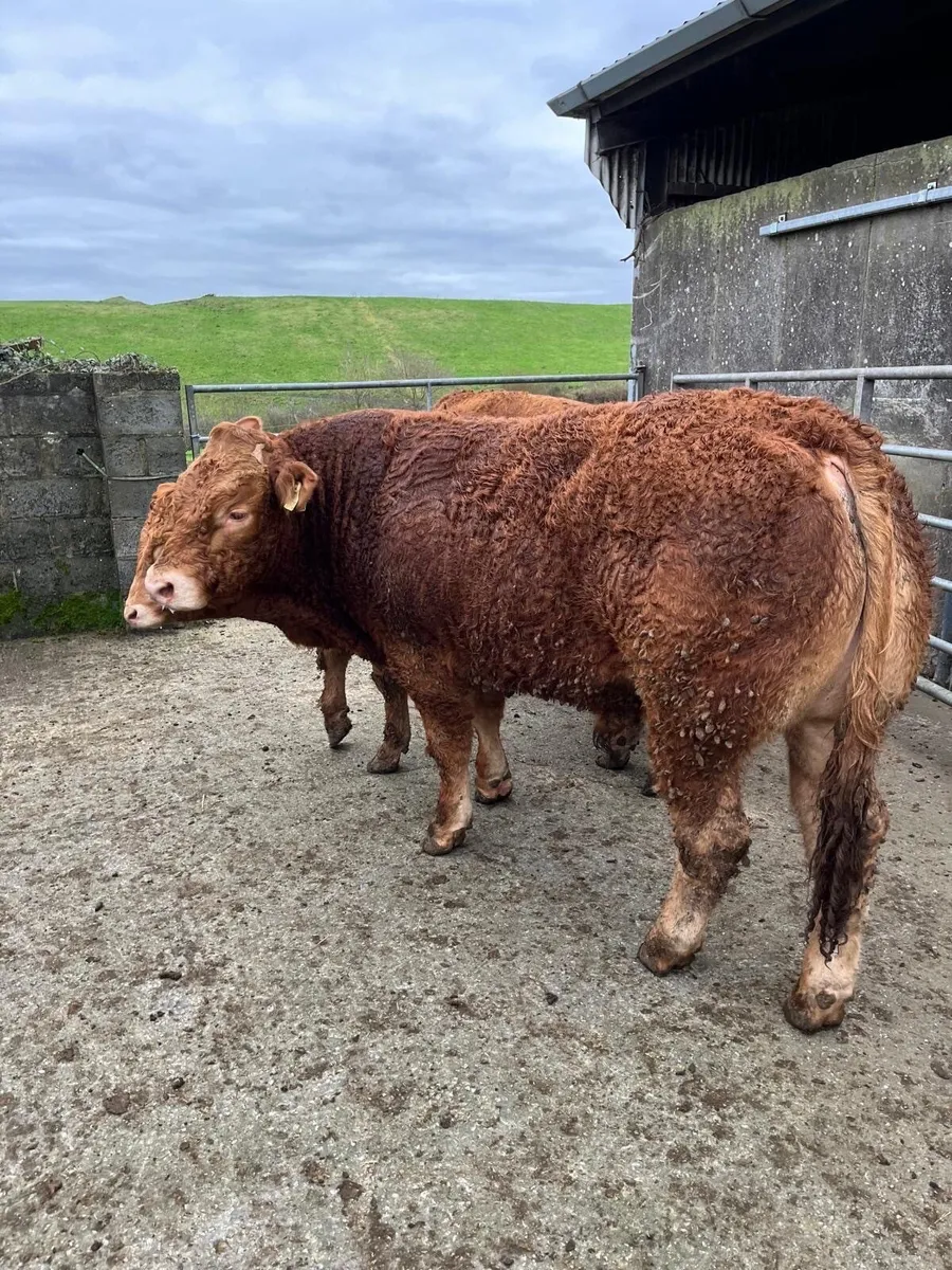 Pedigree Registered Limousin Bulls - Image 2